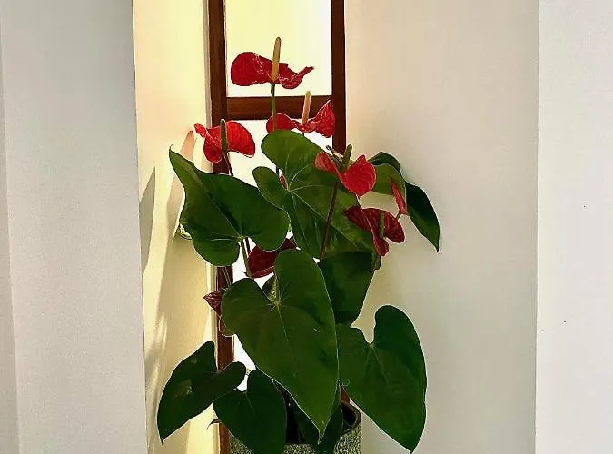 Douro Avenida Bed & Breakfast 3*